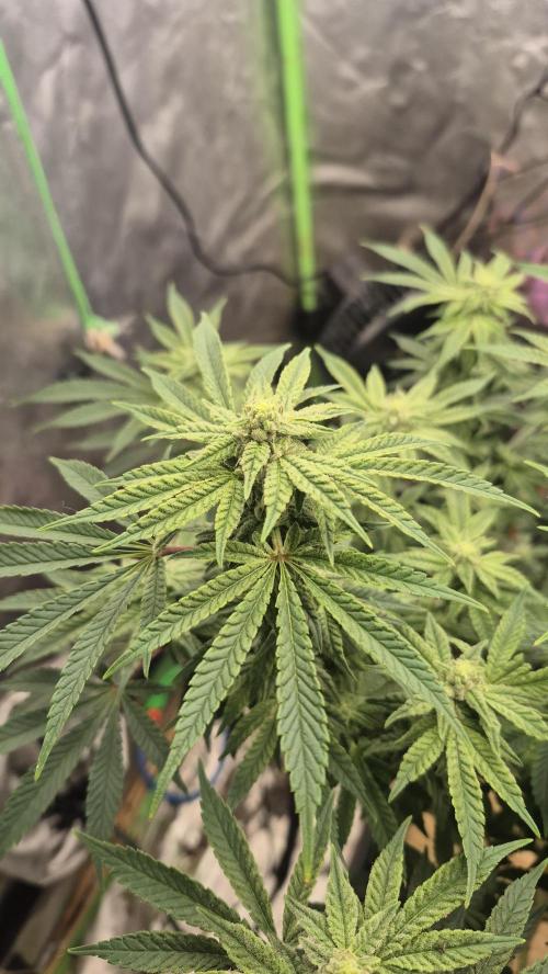Flower tent 3x4 vivosun 4500wled. Week 5