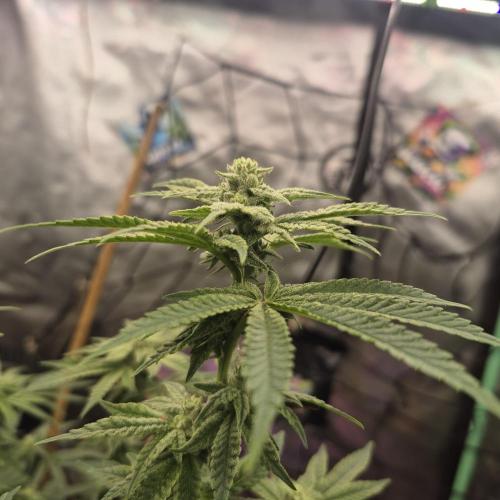 Flower tent 3x4 vivosun 4500wled. Week 5