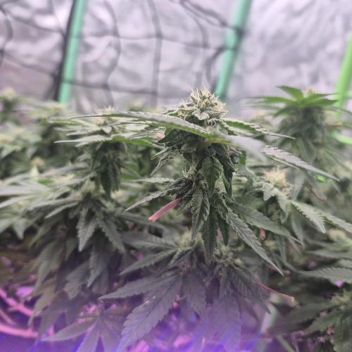 Flower tent 3x4 vivosun 4500wled. Week 5