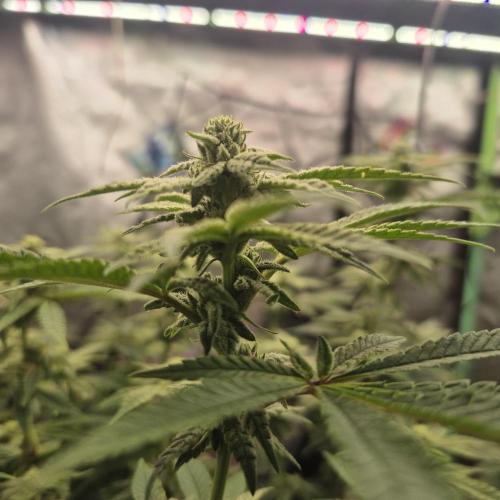 Flower tent 3x4 vivosun 4500wled. Week 5
