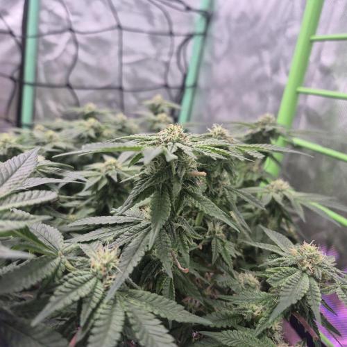 Flower tent 3x4 vivosun 4500wled. Week 5