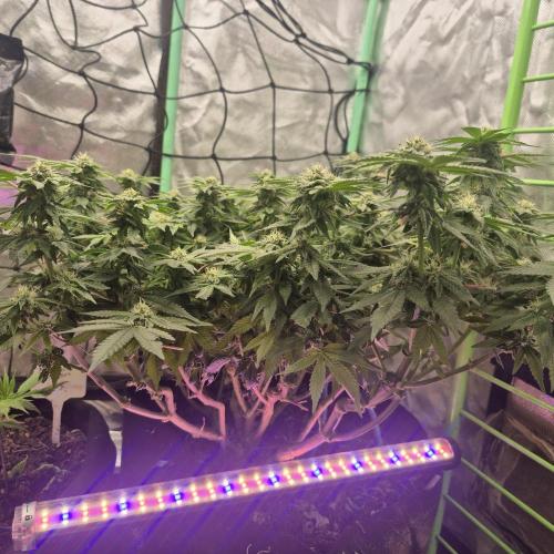 Flower tent 3x4 vivosun 4500wled. Week 5