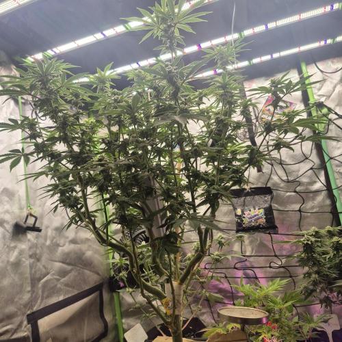 Flower tent 3x4 vivosun 4500wled. Week 5