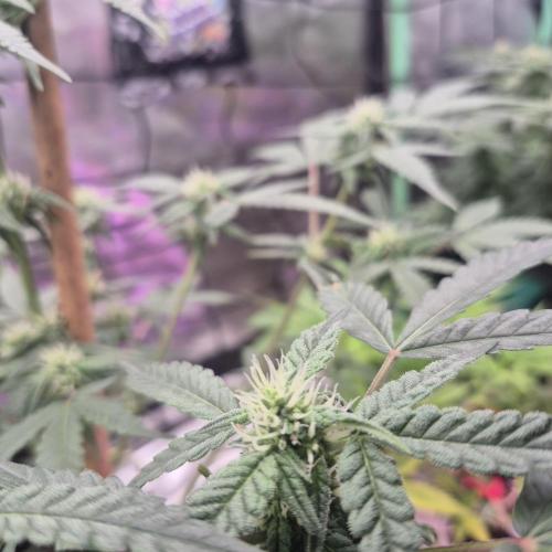 Flower tent 3x4 vivosun 4500wled. Week 5