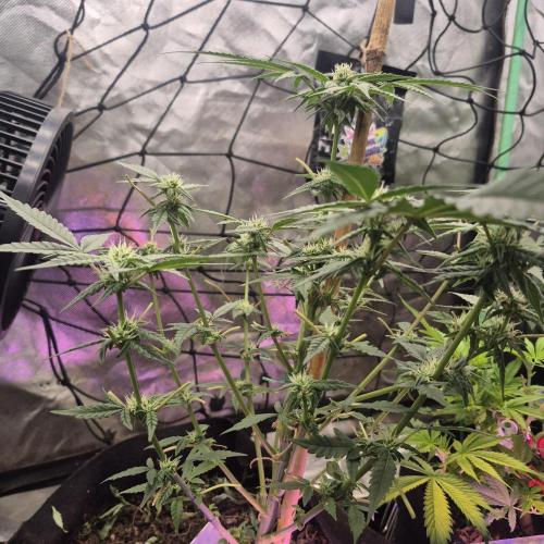 Flower tent 3x4 vivosun 4500wled. Week 5