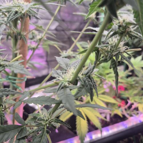 Flower tent 3x4 vivosun 4500wled. Week 5