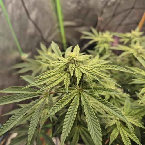 Flower tent 3x4 vivosun 4500wled. Week 5