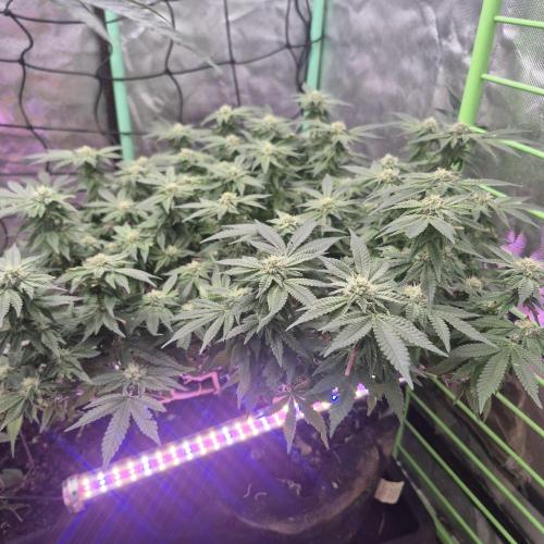 Flower tent 3x4 vivosun 4500wled. Week 5