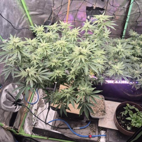Flower tent 3x4 vivosun 4500wled. Week 5
