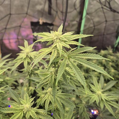 Flower tent 3x4 vivosun 4500wled. Week 5