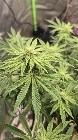 Comment by SpunkyTerps4200 photo #1