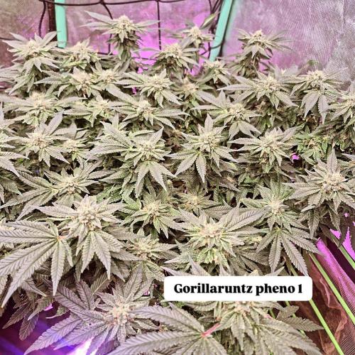 Flower tent 3x4 vivosun 4500wled. Week 6