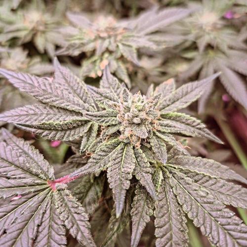 Flower tent 3x4 vivosun 4500wled. Week 6
