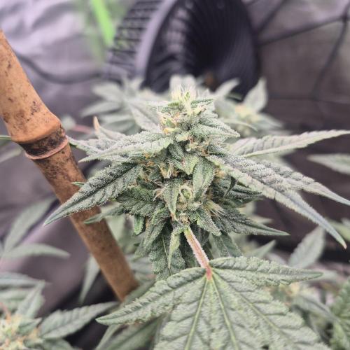 Flower tent 3x4 vivosun 4500wled. Week 6