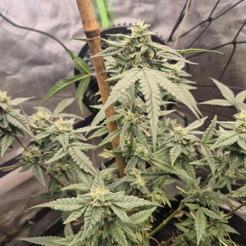 Flower tent 3x4 vivosun 4500wled. Week 6
