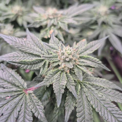 Flower tent 3x4 vivosun 4500wled. Week 6
