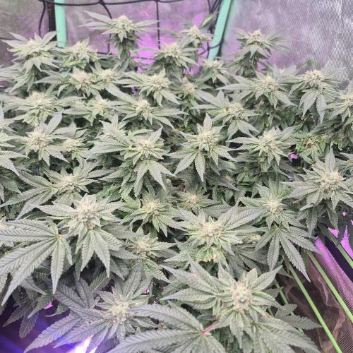 Flower tent 3x4 vivosun 4500wled. Week 6