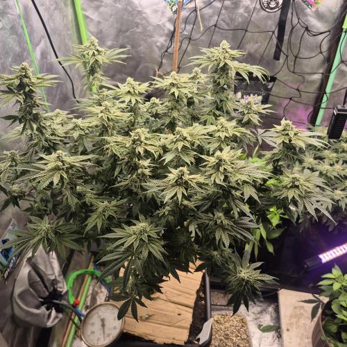Flower tent 3x4 vivosun 4500wled. Week 6