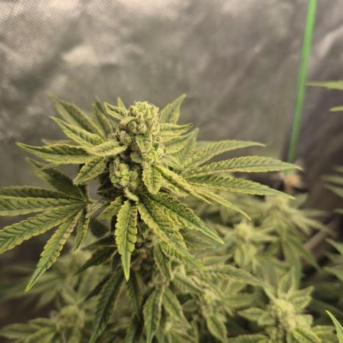 Flower tent 3x4 vivosun 4500wled. Week 6
