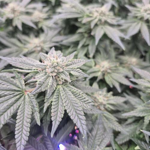 Flower tent 3x4 vivosun 4500wled. Week 6