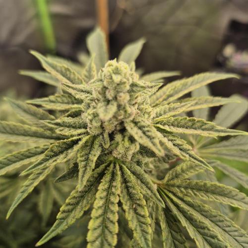 Flower tent 3x4 vivosun 4500wled. Week 6