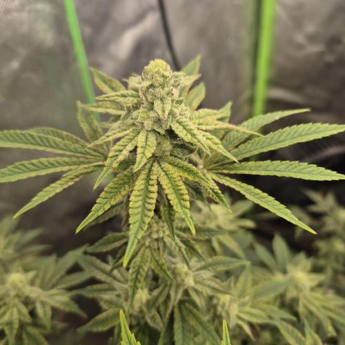 Flower tent 3x4 vivosun 4500wled. Week 6