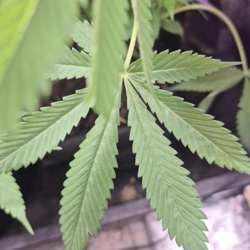 FF trop.cookies 420fastbuds. Week 7
