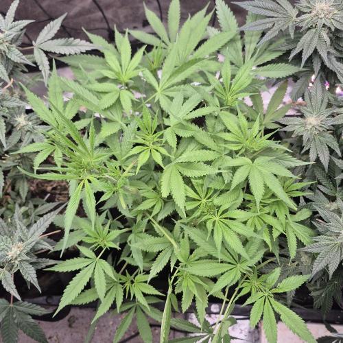 FF trop.cookies 420fastbuds. Week 7