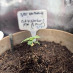 Comment by SpunkyTerps4200 photo #2