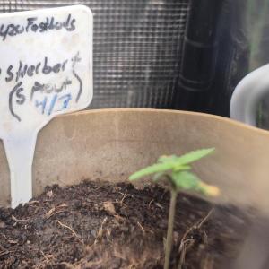 Comment by SpunkyTerps4200 photo #3