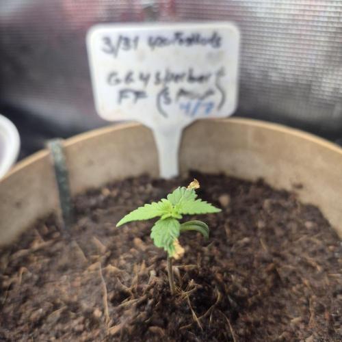 GG4 SHERBERT FF 420FASTBUDS GERMINATION. Week 2