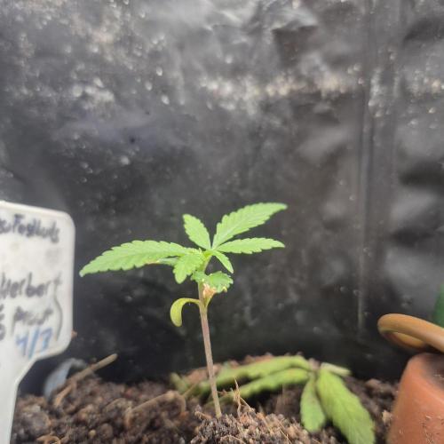 GG4 SHERBERT FF 420FASTBUDS GERMINATION. Week 3