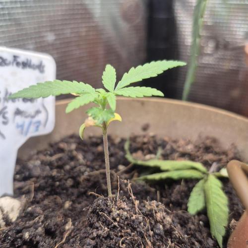 GG4 SHERBERT FF 420FASTBUDS GERMINATION. Week 3