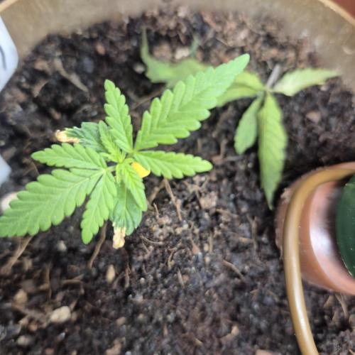 GG4 SHERBERT FF 420FASTBUDS GERMINATION. Week 3