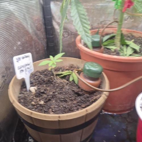 GG4 SHERBERT FF 420FASTBUDS GERMINATION. Week 3