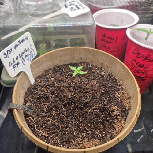 GG4 Sherbet FF. Week 3