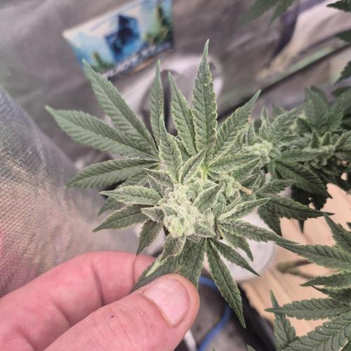 Flower tent 3x4 vivosun 4500wled. Week 7