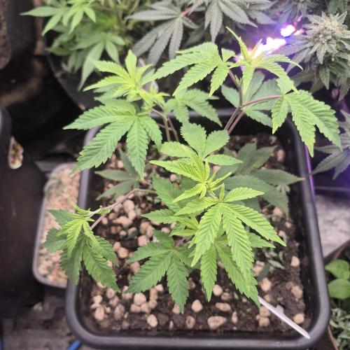 Flower tent 3x4 vivosun 4500wled. Week 7