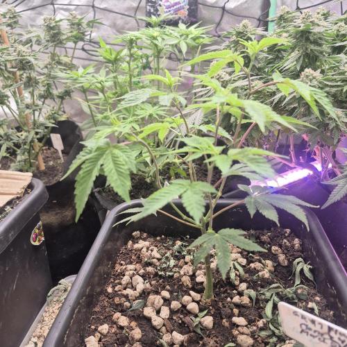 Flower tent 3x4 vivosun 4500wled. Week 7