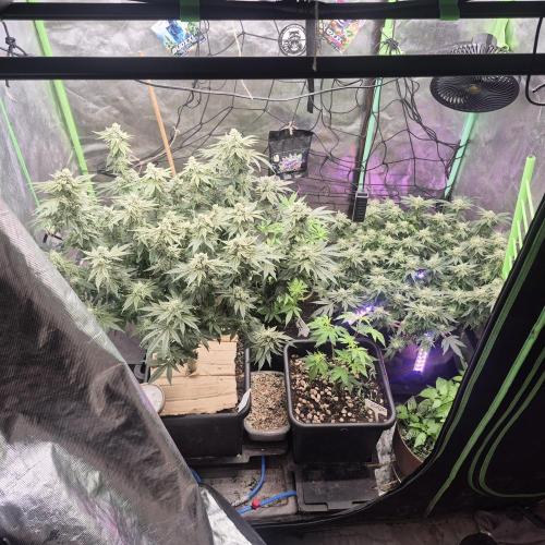 Flower tent 3x4 vivosun 4500wled. Week 7