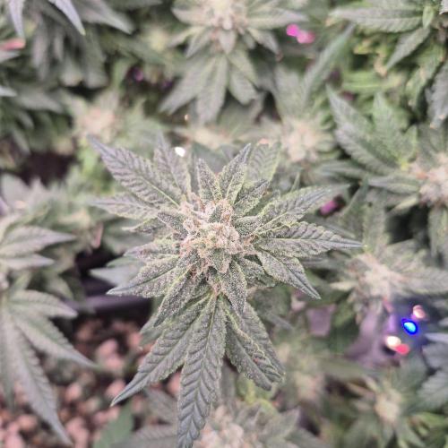 Flower tent 3x4 vivosun 4500wled. Week 7