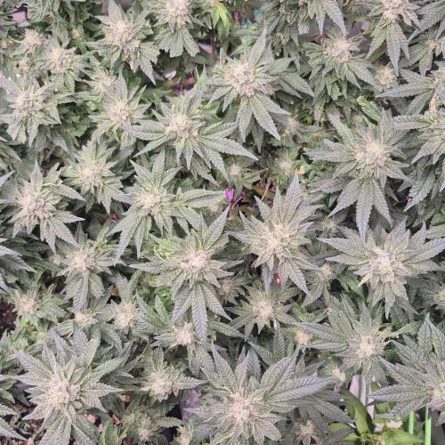Flower tent 3x4 vivosun 4500wled. Week 7