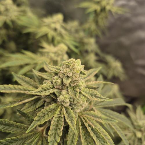 Flower tent 3x4 vivosun 4500wled. Week 7