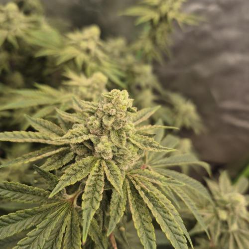 Flower tent 3x4 vivosun 4500wled. Week 7