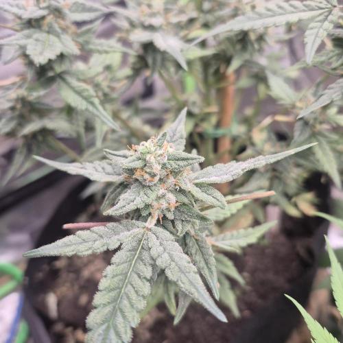 Flower tent 3x4 vivosun 4500wled. Week 7