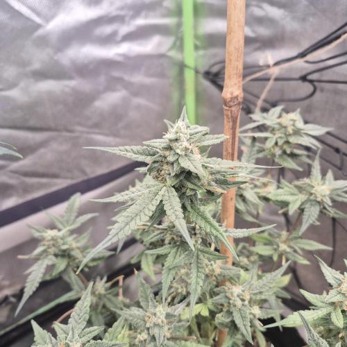 Flower tent 3x4 vivosun 4500wled. Week 7
