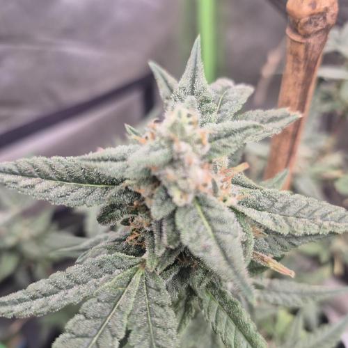 Flower tent 3x4 vivosun 4500wled. Week 7