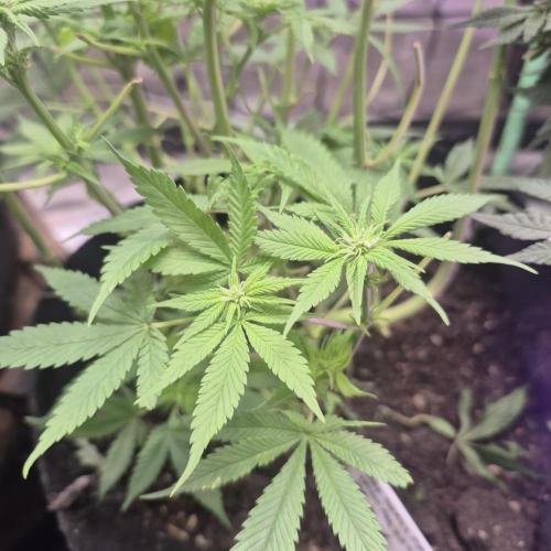 Flower tent 3x4 vivosun 4500wled. Week 7