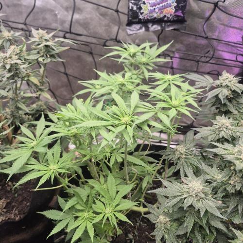 Flower tent 3x4 vivosun 4500wled. Week 7