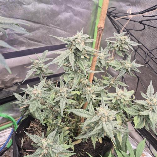 Flower tent 3x4 vivosun 4500wled. Week 7